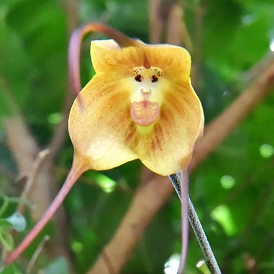 Yellow Monkey Face Orchid Flower Seeds – Heirloom, Non-GMO, High Germination Seeds