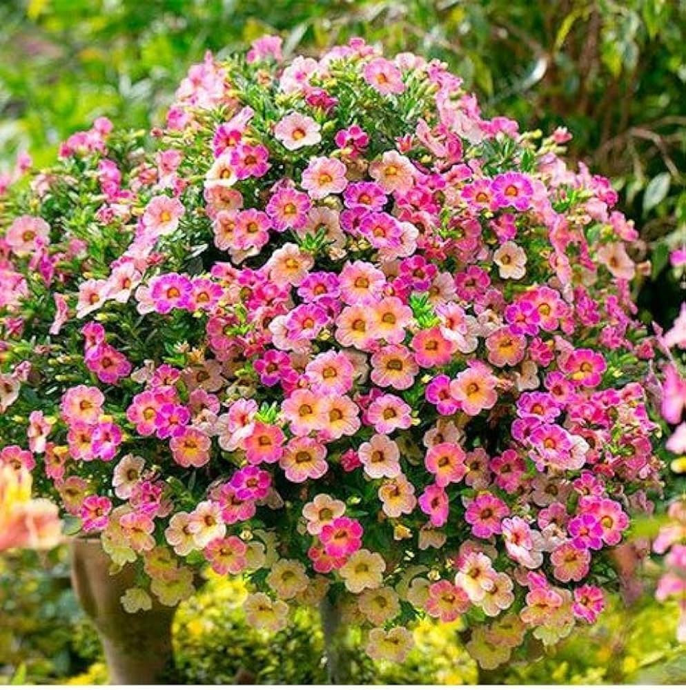 large flower flower seeds