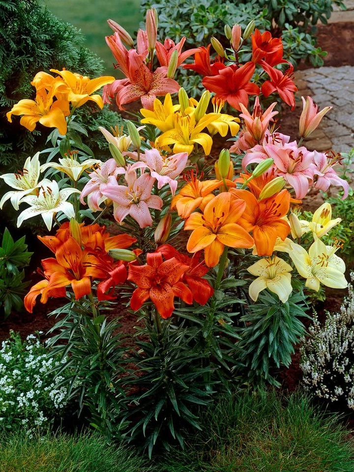 Lilium Davidii Seeds Mixed – Heirloom, Non-GMO, High Germination Organic Garden Seeds