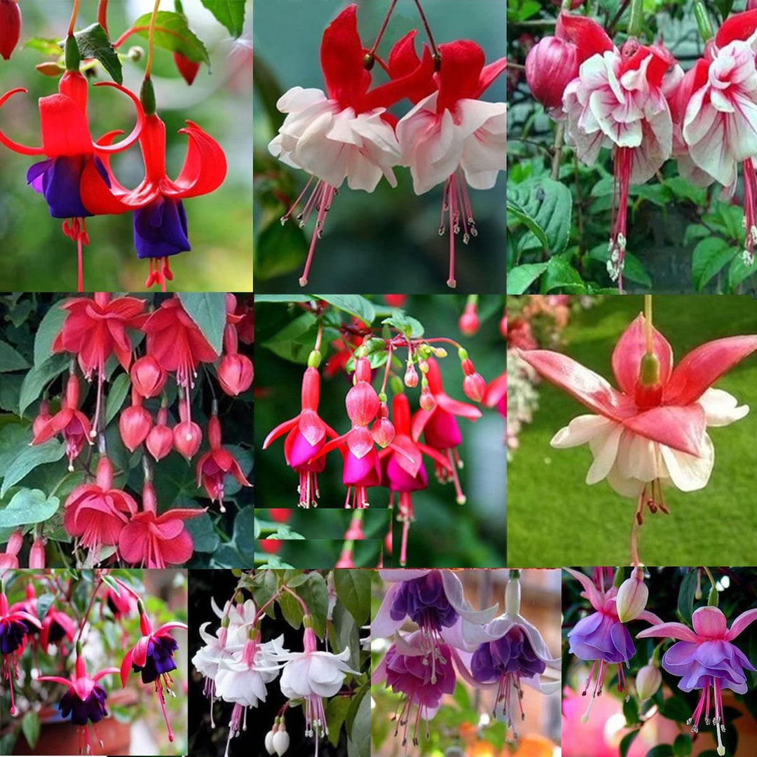 Mixed Fuchsia Flower Seeds – Heirloom, Non-GMO, High Germination Organic Seeds