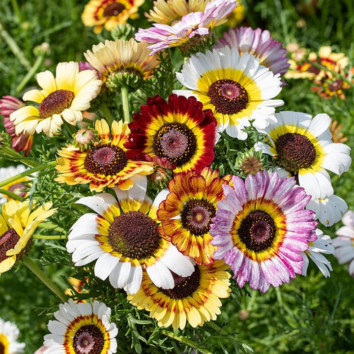 Daisy Flowers Seeds Perennial – Heirloom, Non-GMO, High Germination Organic Seeds