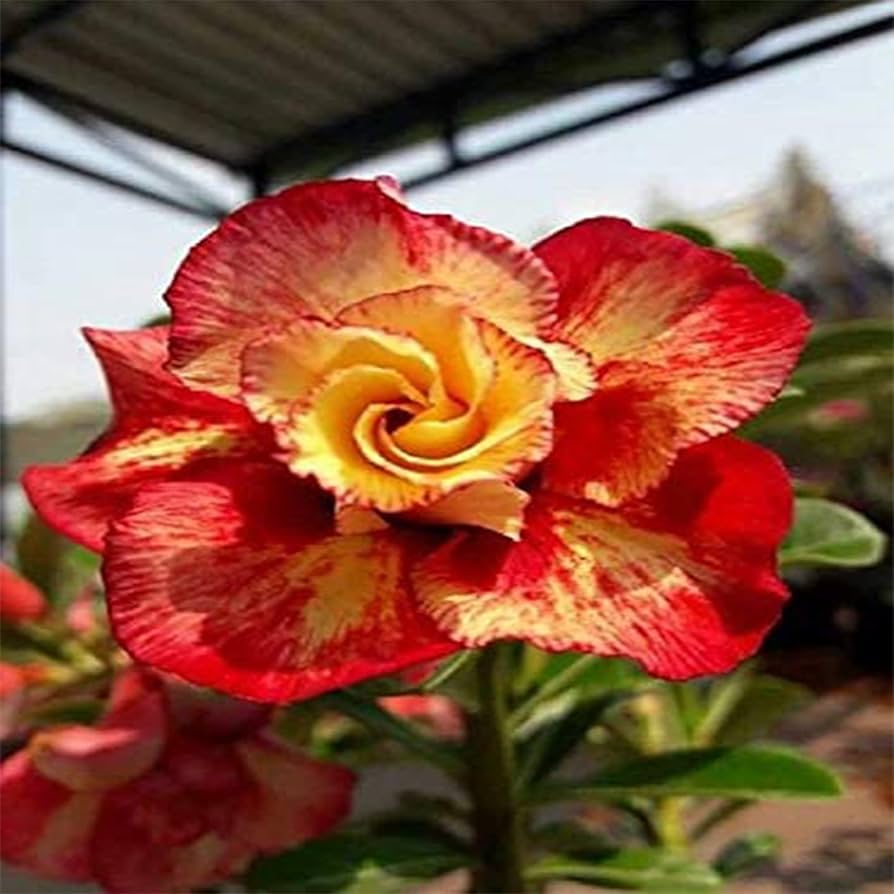 red universe flower seeds