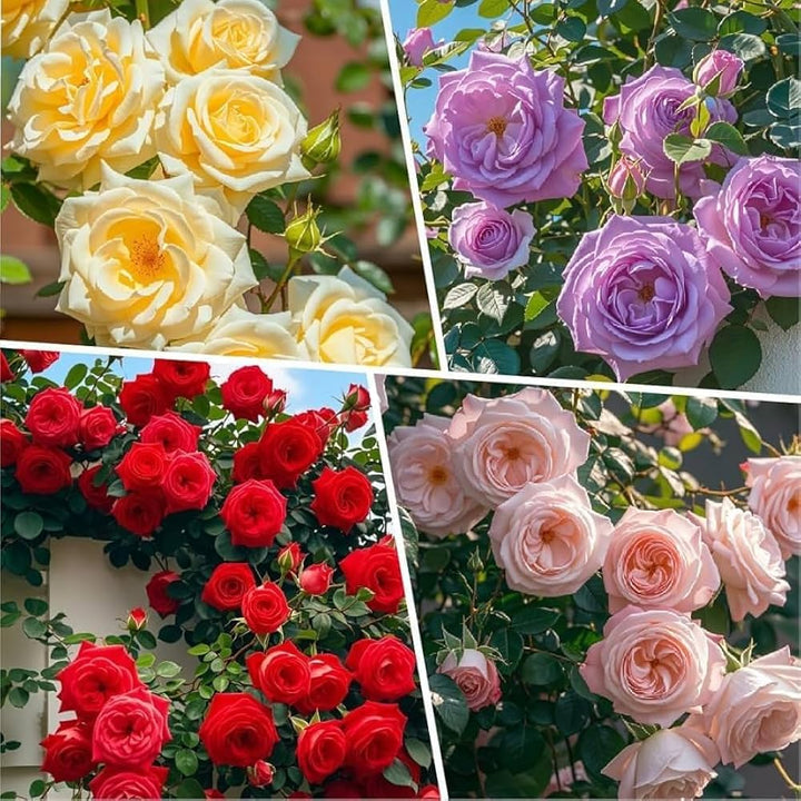 Mixed Florida Rose Flower Seeds – Heirloom Non-GMO High Germination Seeds