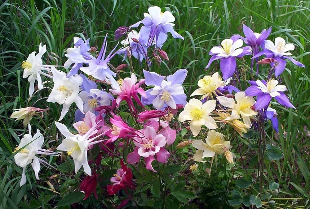 columbine aquilegia flower seeds