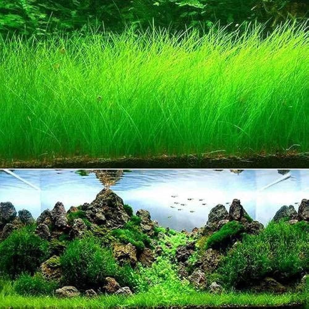 aquarium grass flower seeds