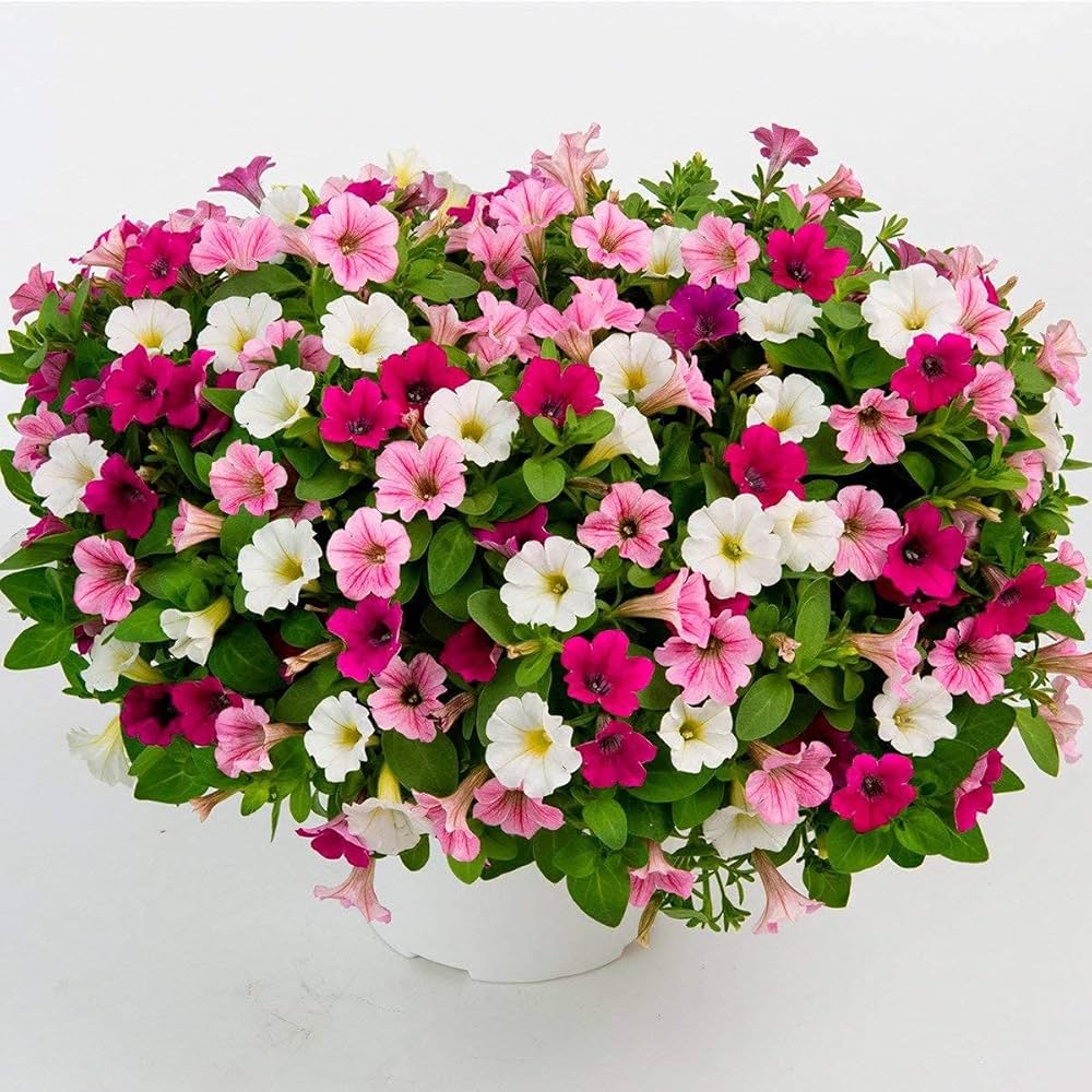 petunia flower flower seeds