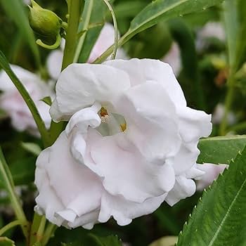 Balsamine Flower Seeds White for Planting – Heirloom Non-GMO High Germination Organic Seeds