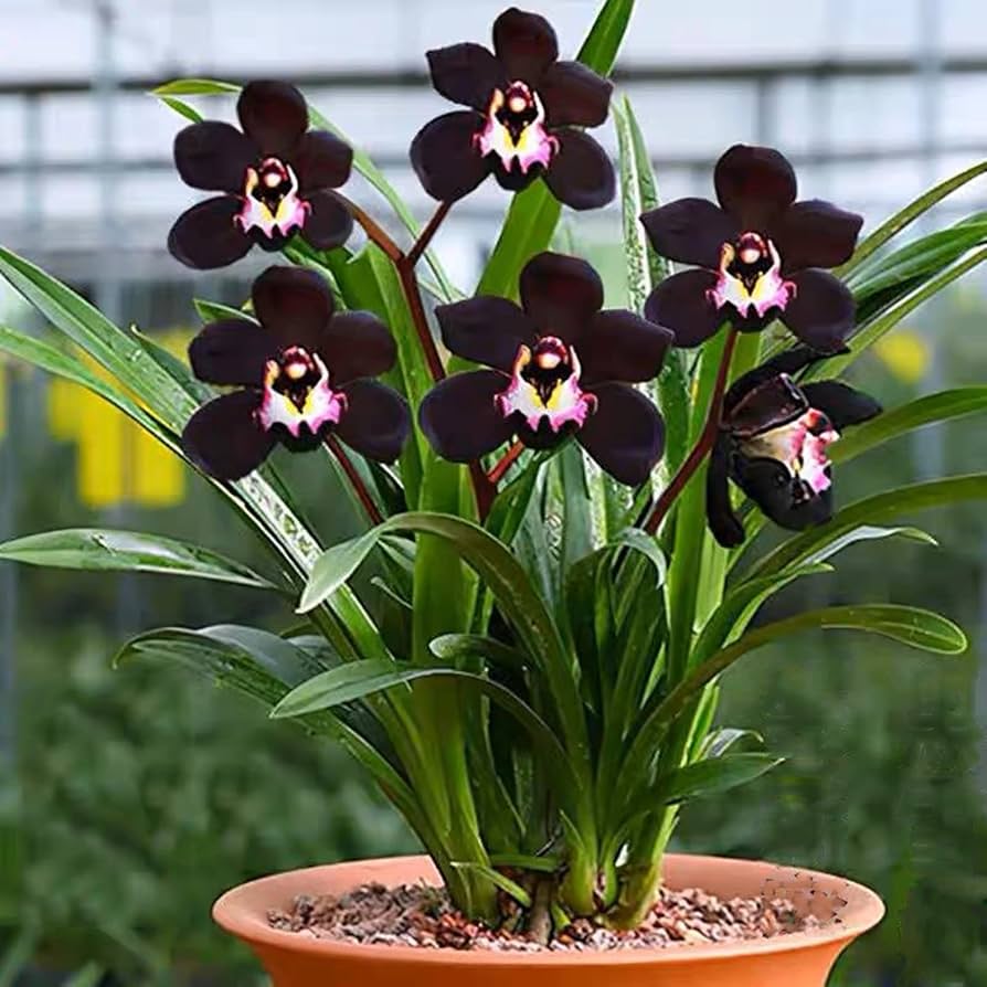 Black Cymbidium Flower Seeds – Heirloom Non-GMO High Germination Seeds