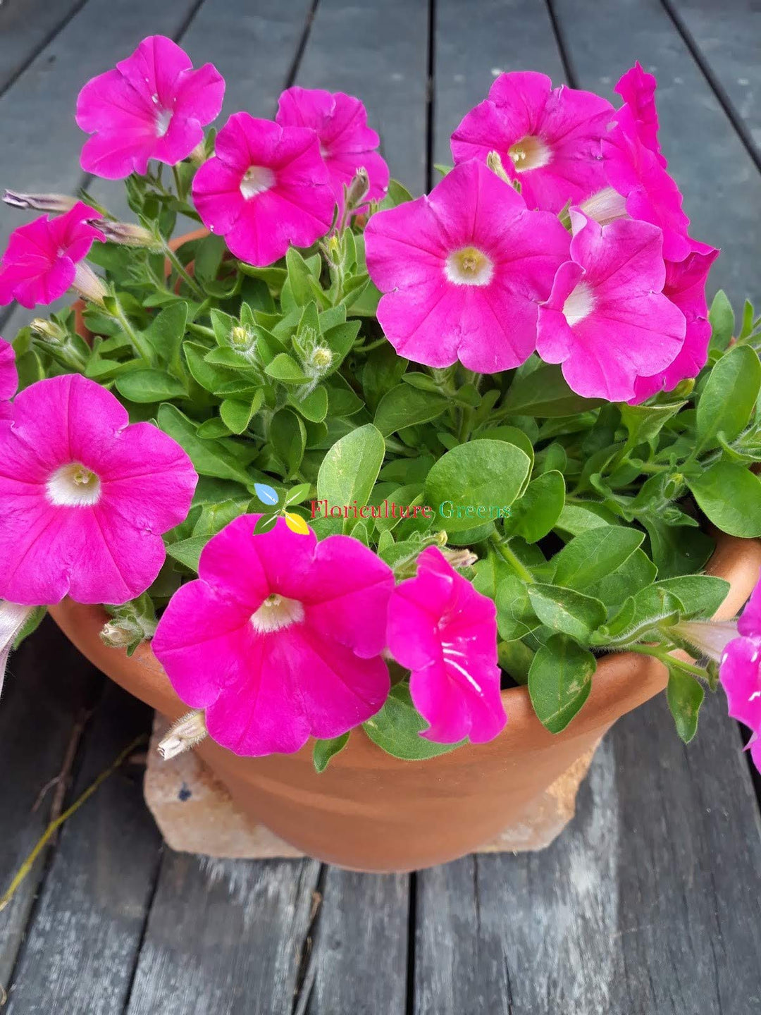 mixed petunia flower seeds