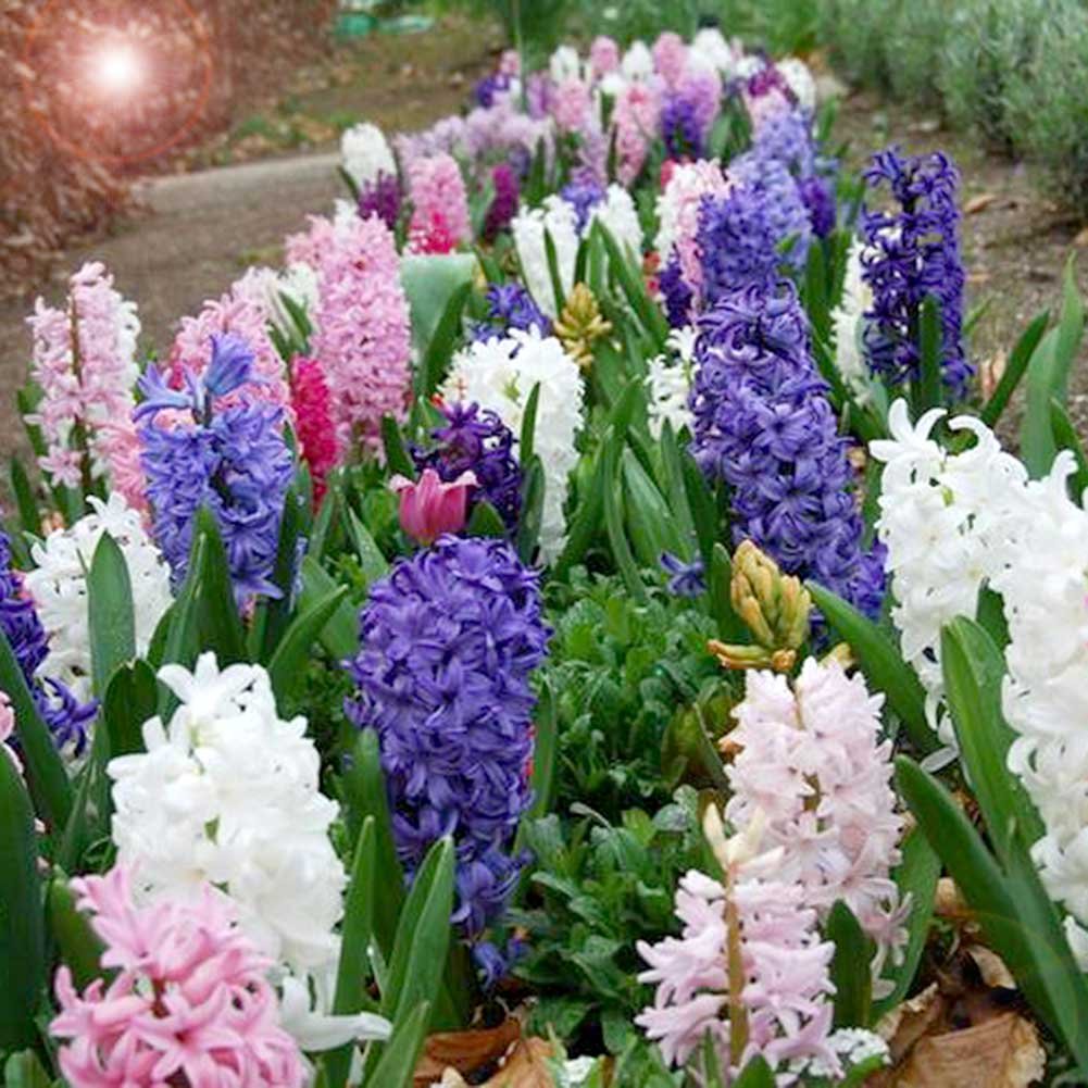 Hyacinth Flower Seeds Mixed – Heirloom, Non-GMO, High Germination Seeds