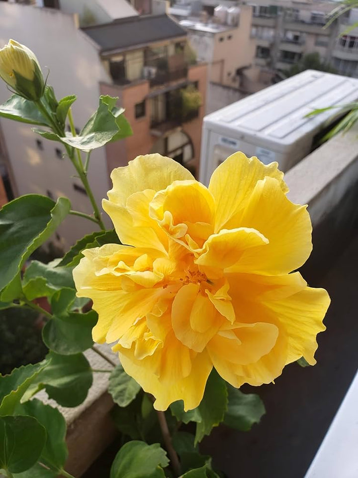 Yellow Double Hibiscus Flower Seeds – Heirloom Non-GMO High Germination Seeds