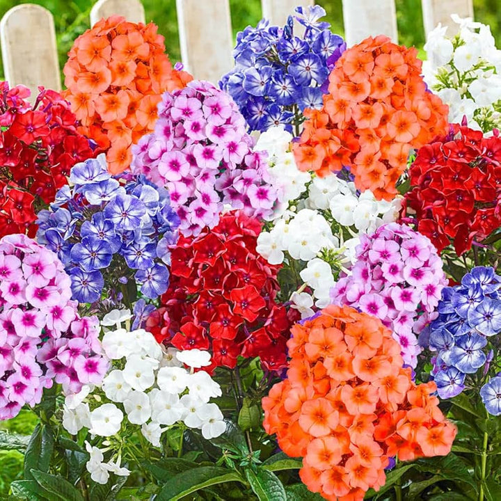 Mix Phlox Flower Seeds – Heirloom, Non-GMO, High Germination Seeds