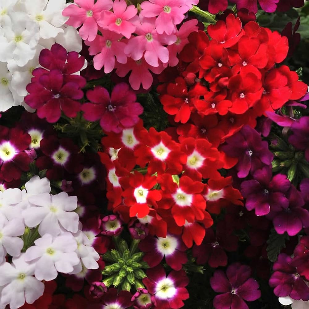 pink verbena flower seeds