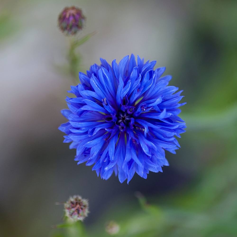 blue light flower seeds