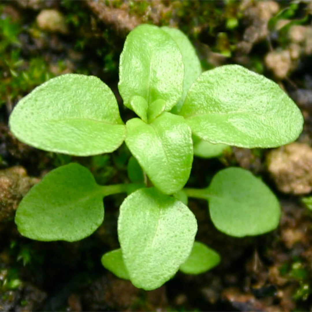 Green Penny herb seeds