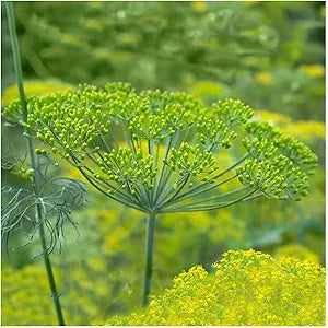 Organic Mammoth herb seeds