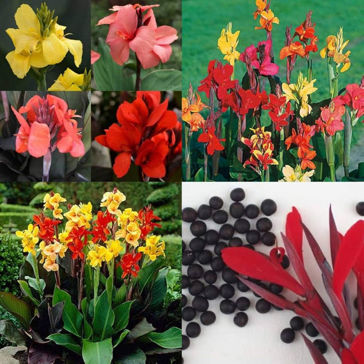 Mixed Canna Indica Flower Seeds – Heirloom, Non-GMO, High Germination Seeds