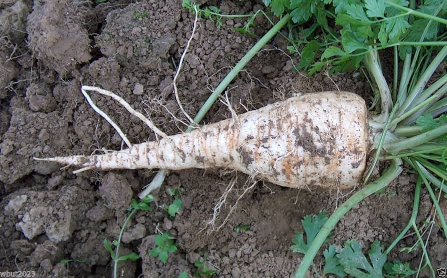 Hamburg Rooted herb seeds
