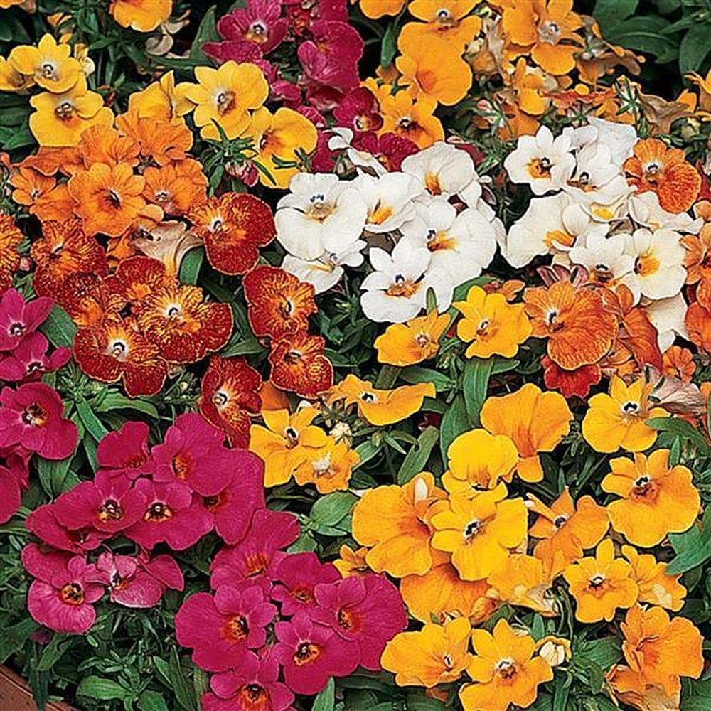 nemesia masquerade flower seeds
