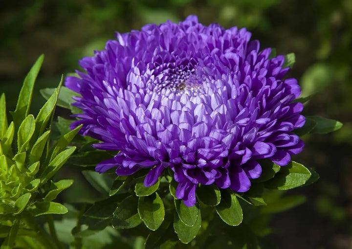 Chrysanthemum Flower Seeds Purple for Planting – Heirloom Non-GMO High Germination Seeds Seeds for Planting Organic Garden Seeds