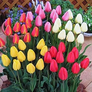 tulip mix flower seeds