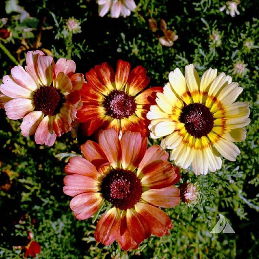 painted daisy flower seeds