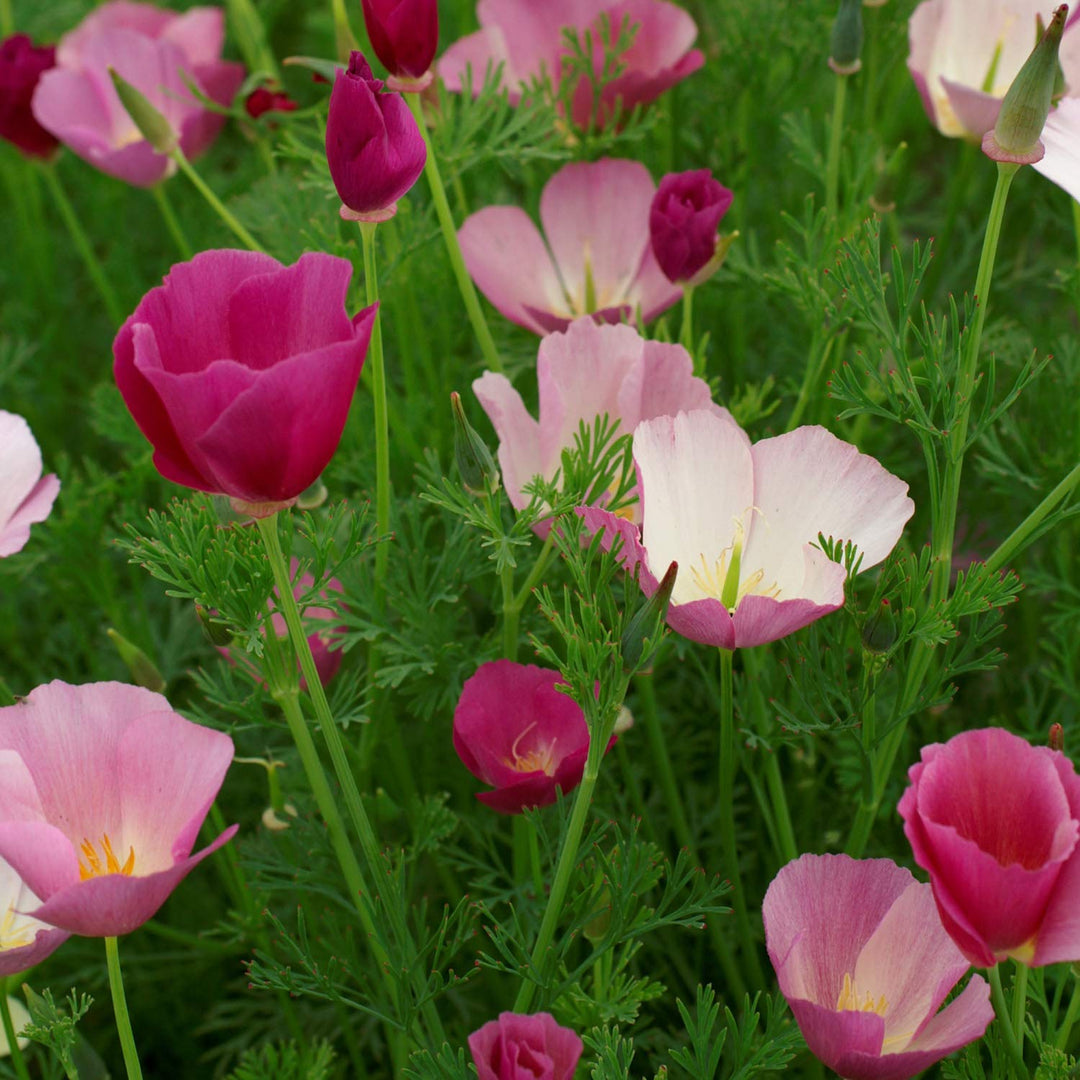 purple california flower seeds