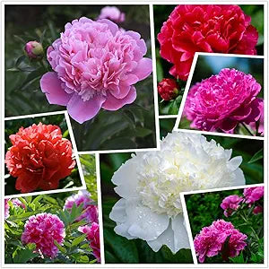 peony paeonia flower seeds