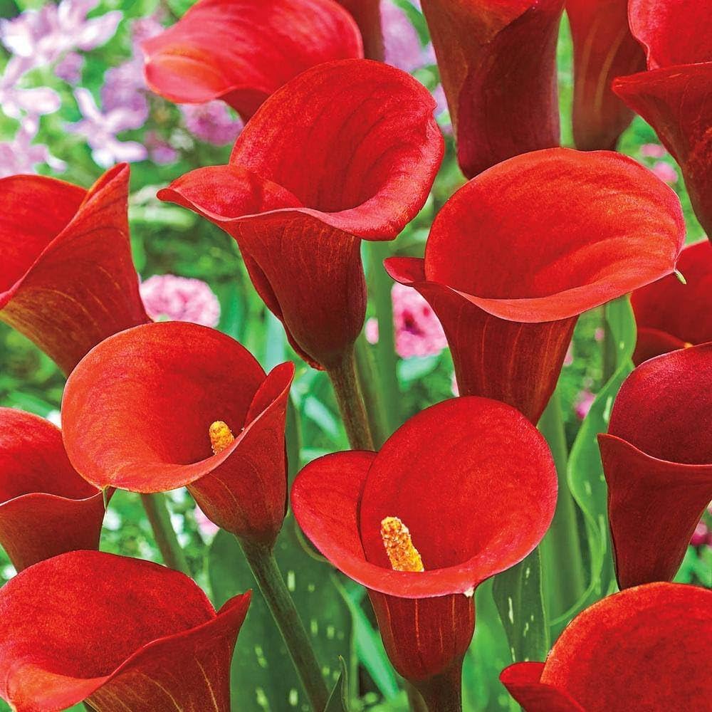 red calla flower seeds