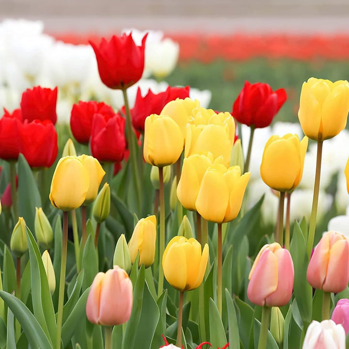 Mixed Tulip Flower Seeds – Heirloom, Non-GMO, High Germination Seeds