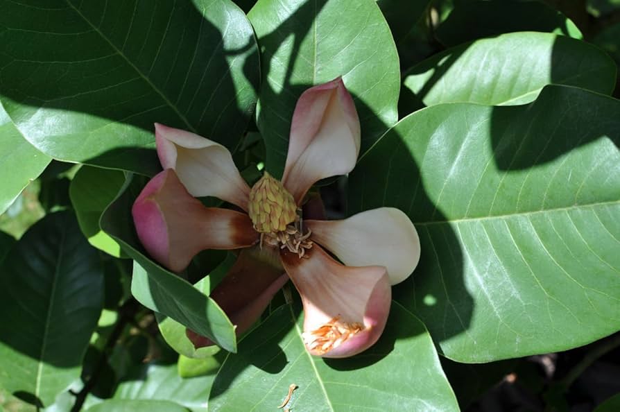 magnolia insignis flower seeds
