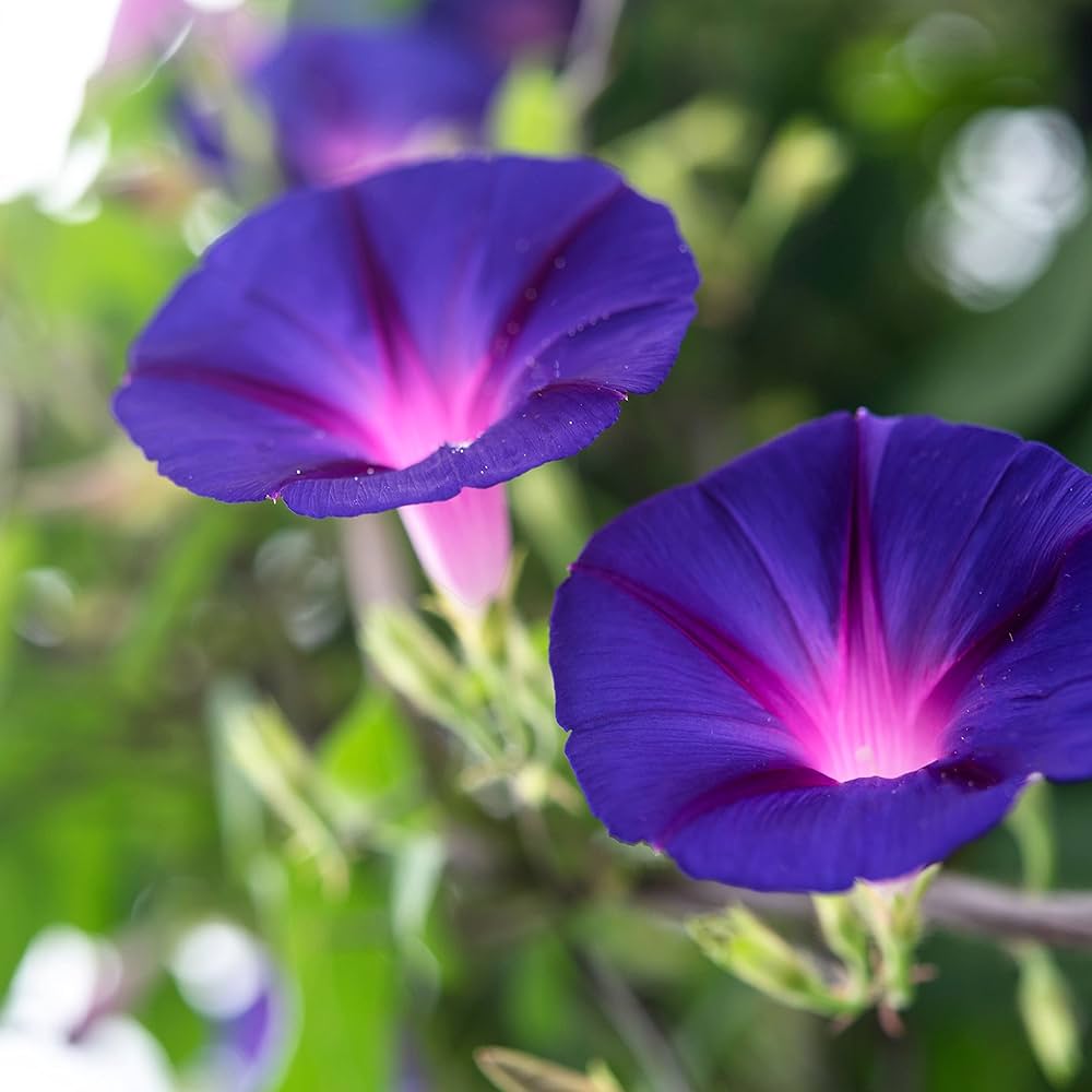 morning glow flower seeds