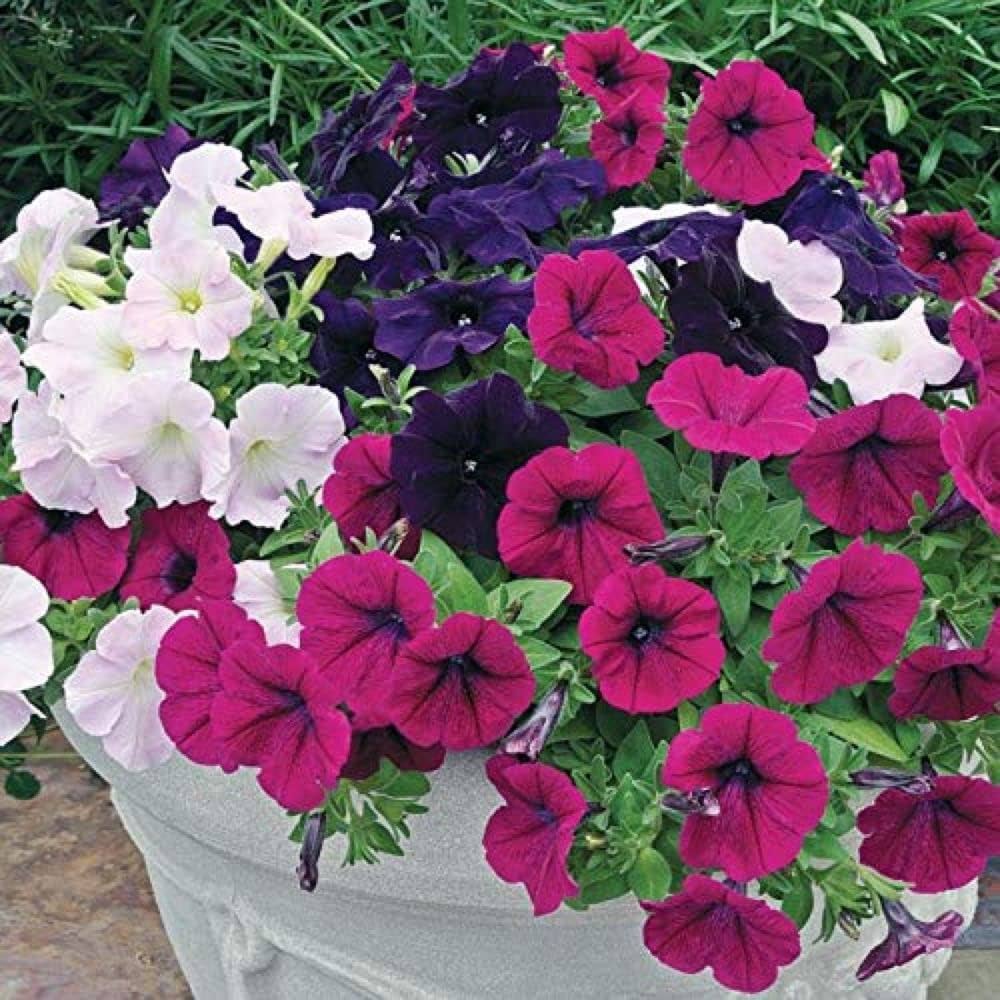 petunia ez flower seeds