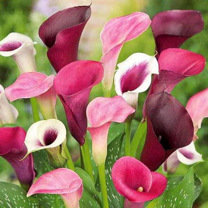 Mix Callalily Flower Seeds – Heirloom, Non-GMO, High Germination Seeds