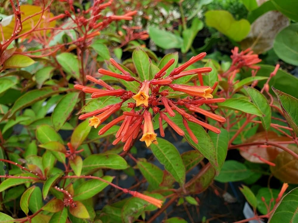 Semillas de flores Hamelia Patens – Reliquia, sin OMG, semillas de alta germinación para plantar