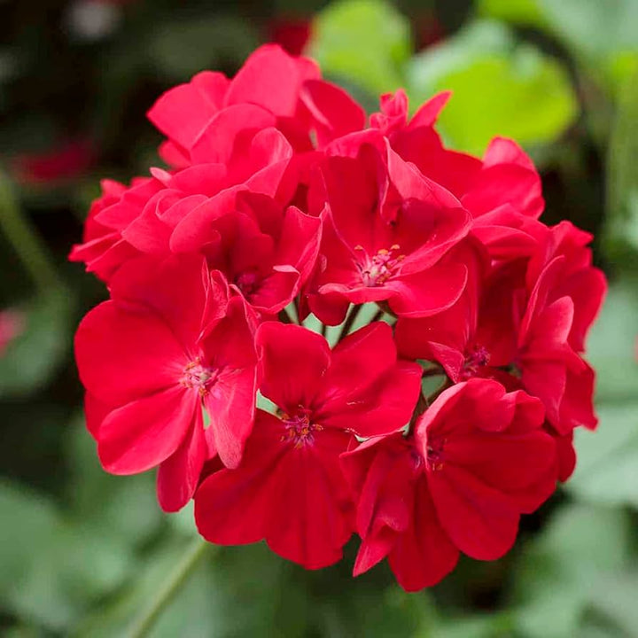 Rote Mini-Geranien-Blumensamen – Alte Sorte, gentechnikfrei, keimstark, Bio-Gartensamen zum Pflanzen