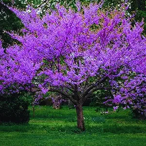 Redbud Tree herb seeds