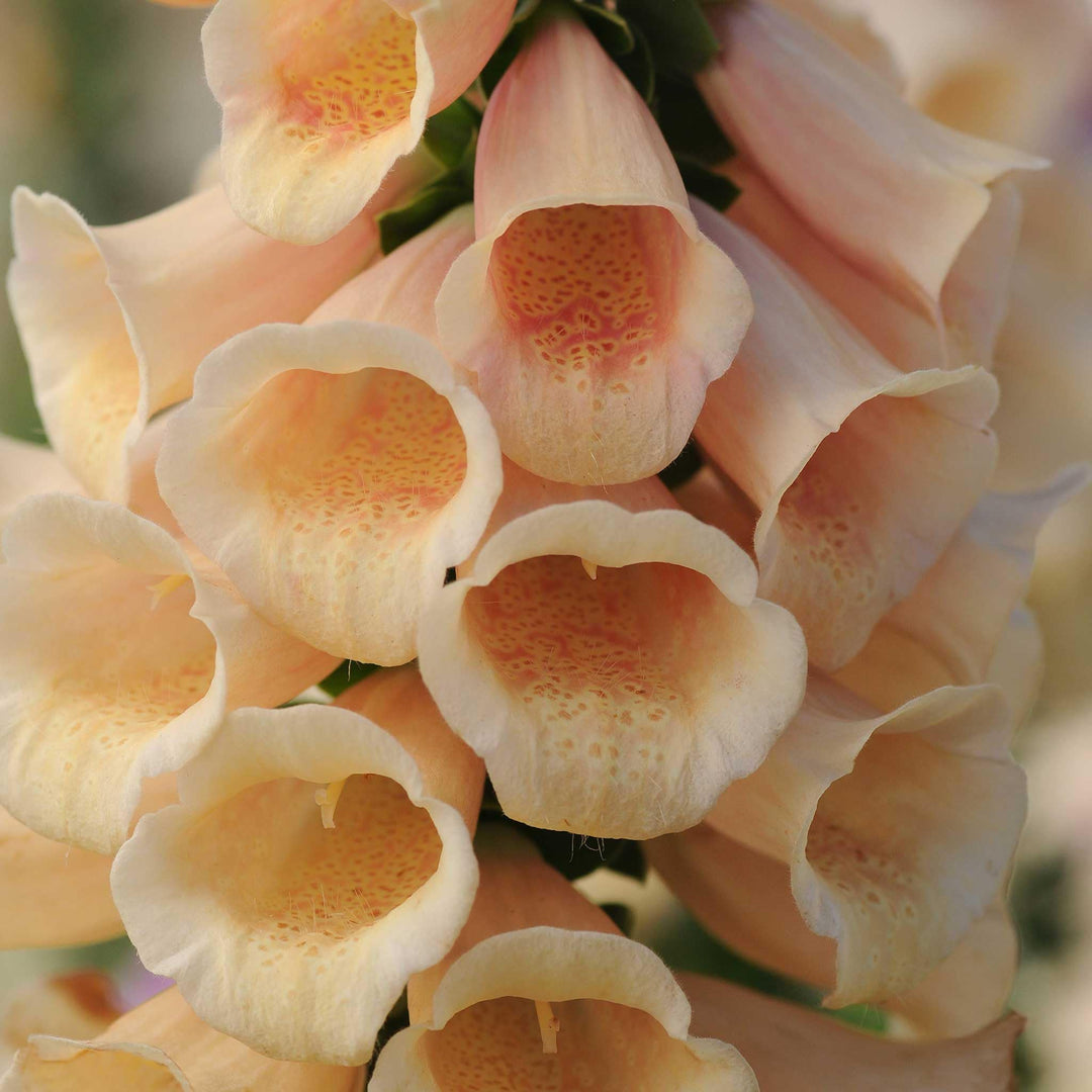 peach pelleted flower seeds