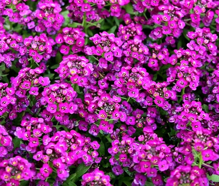Alyssum Flower Seeds Pink for Planting – Heirloom Non-GMO High Germination Organic Garden Seeds
