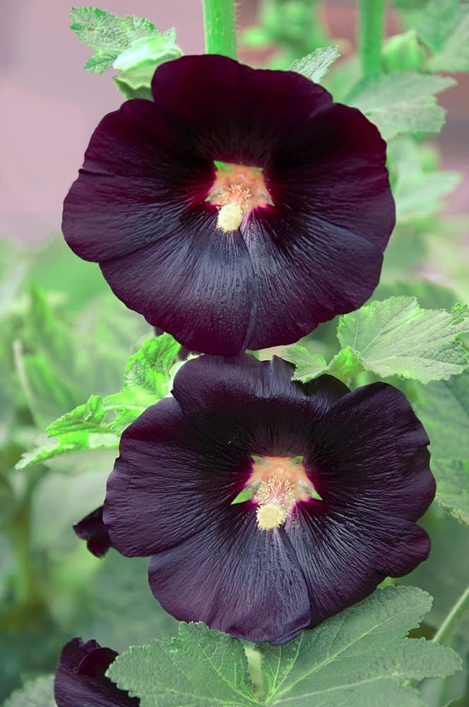 Hollyhock Flower Seeds Maroon – Heirloom, Non-GMO, High Germination Seeds