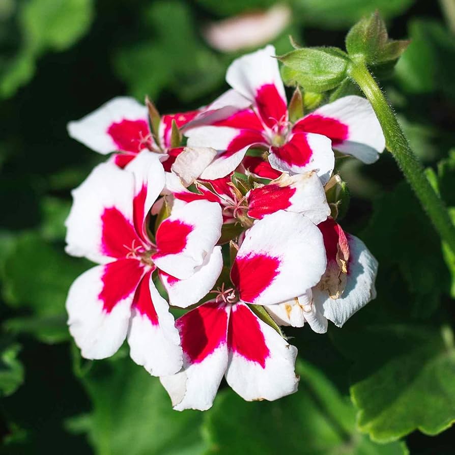 white red flower seeds