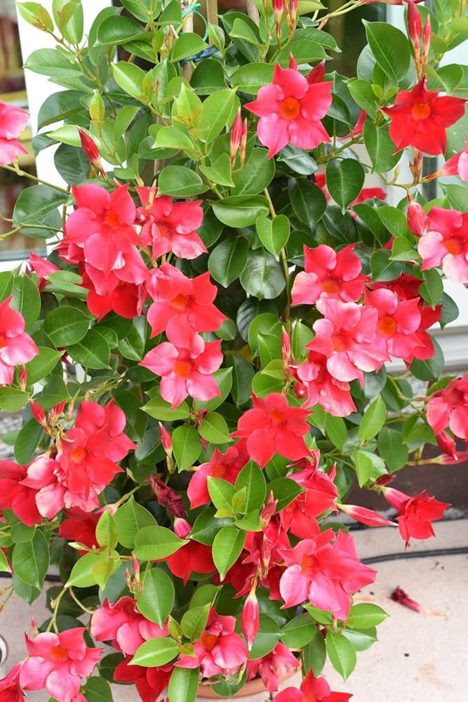 Red Mandevilla Flower Seeds – Heirloom, Non-GMO, High Germination Seeds