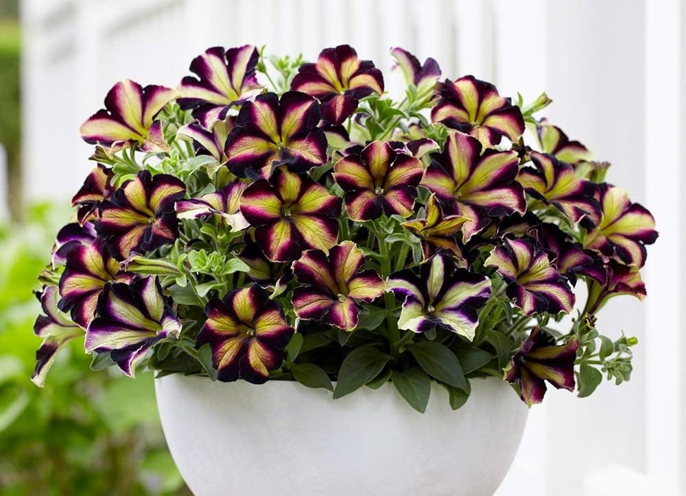 pelletta petunia flower seeds