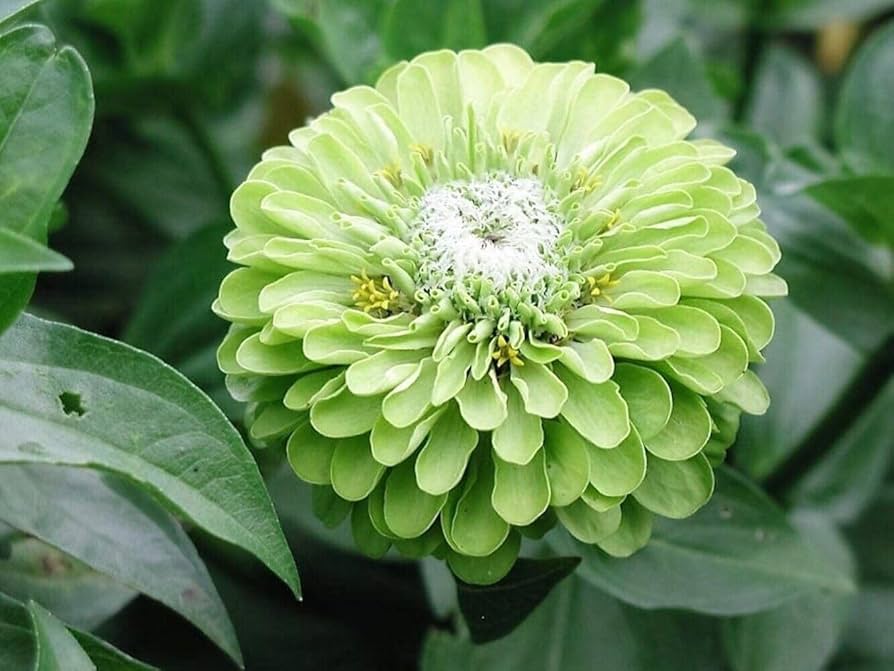 green zinnia flower seeds