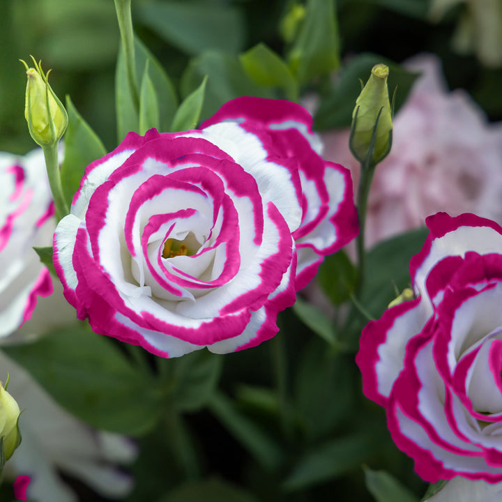 Pink White Eustoma Flower Seeds for Planting – Heirloom, Non-GMO Seeds