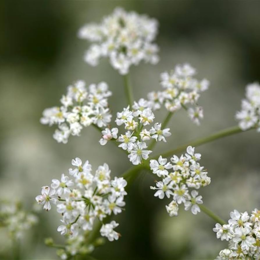 White Caraway herb seeds