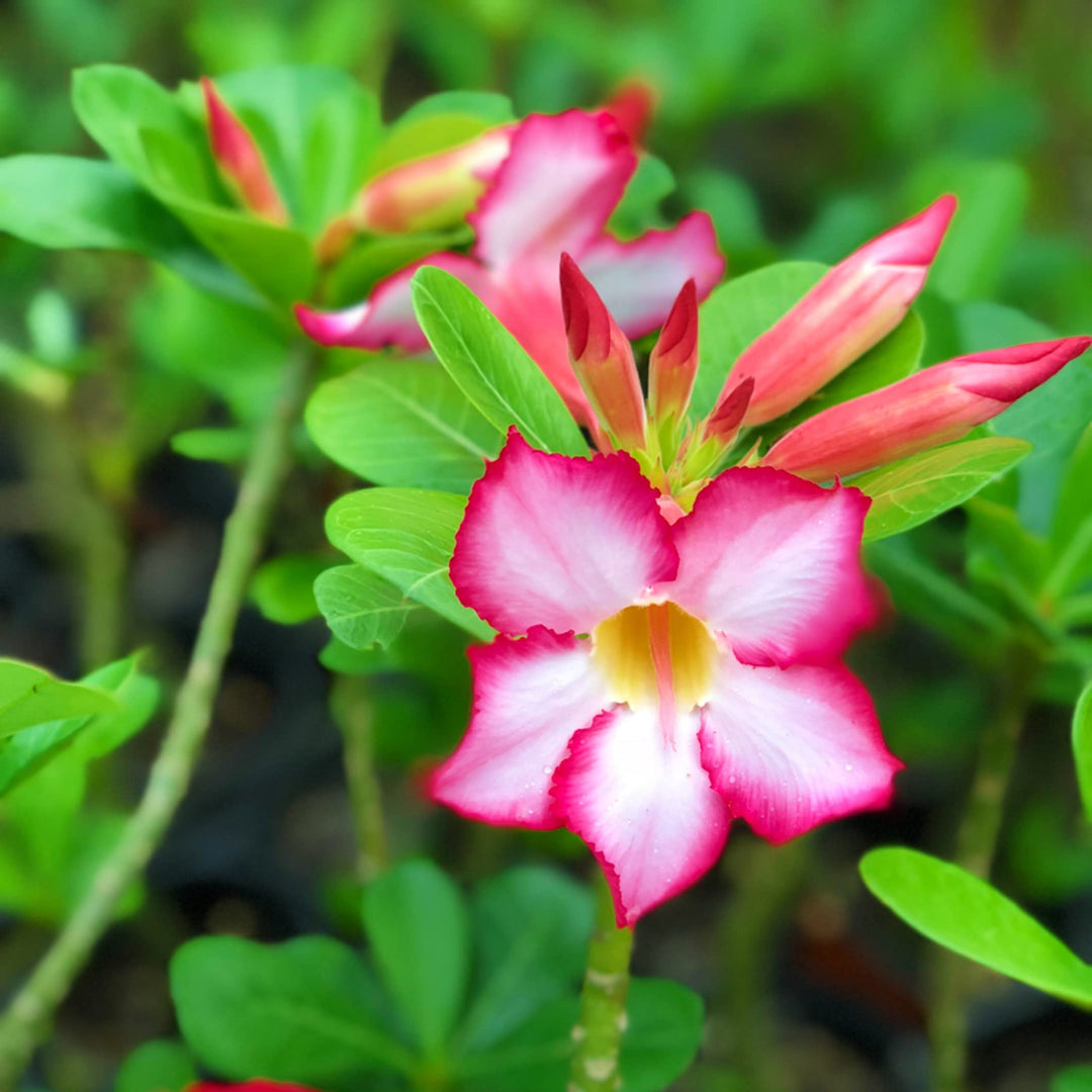 pink laymoungkon flower seeds