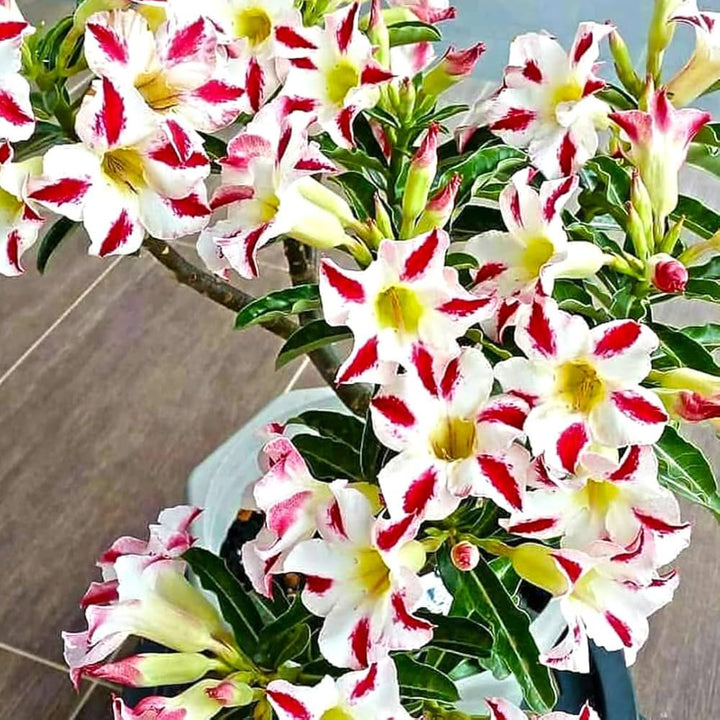 Red Desert Ornamental Flower Seeds for Planting