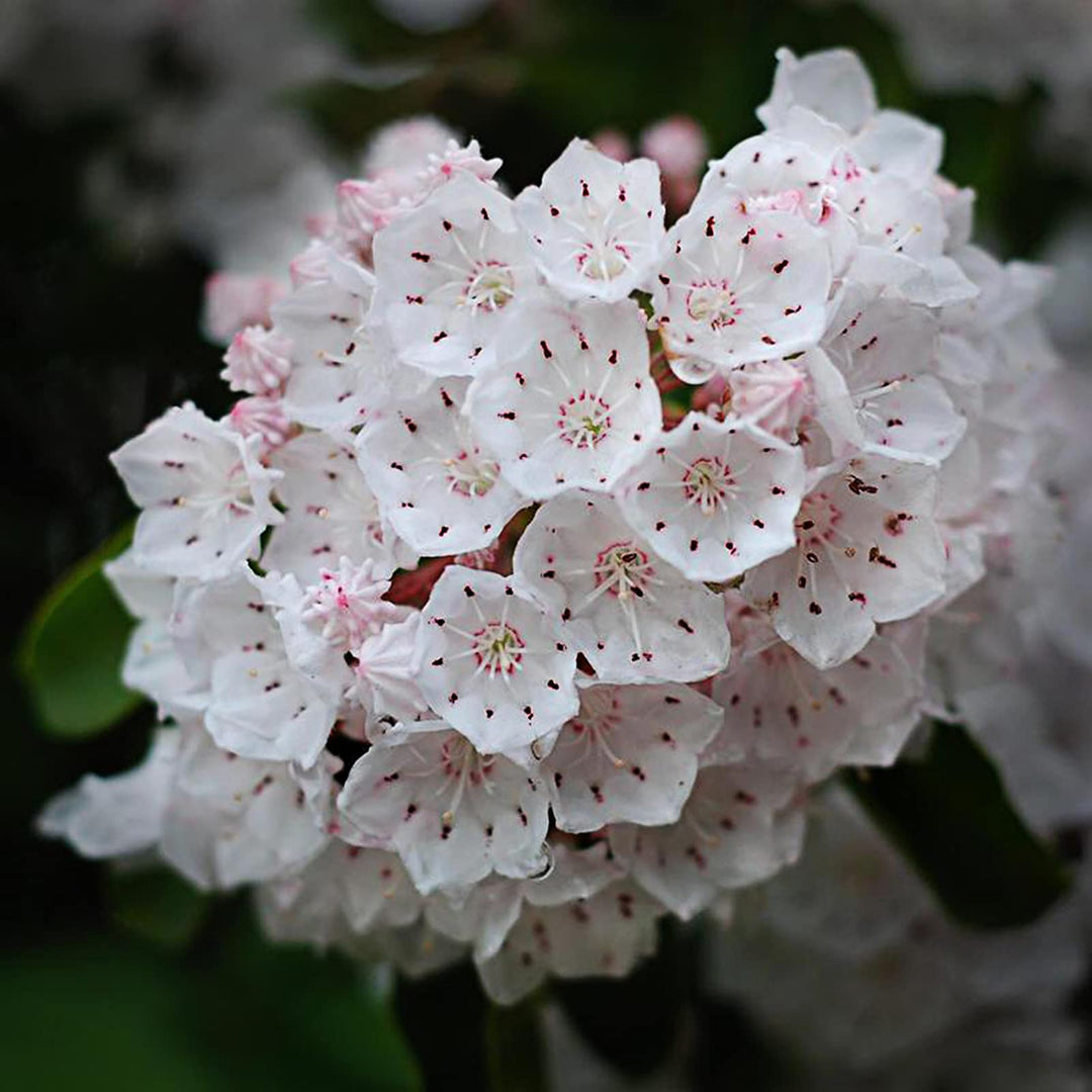 kalmia latifolia flower seeds