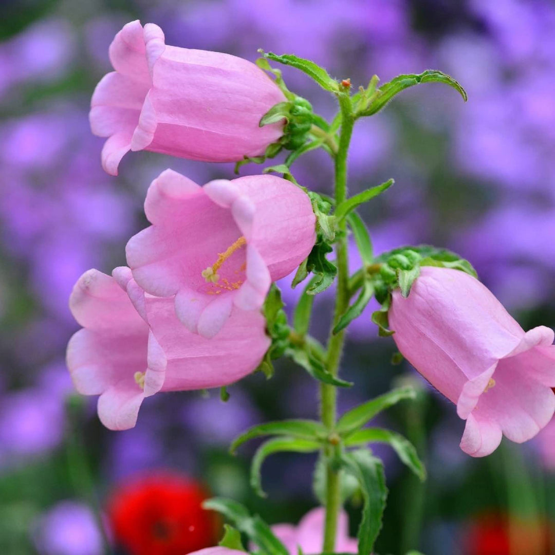 canterbury bells flower seeds